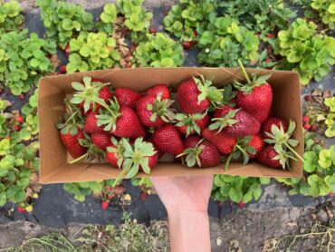 My Favorite U-Pick Farms in SoCal