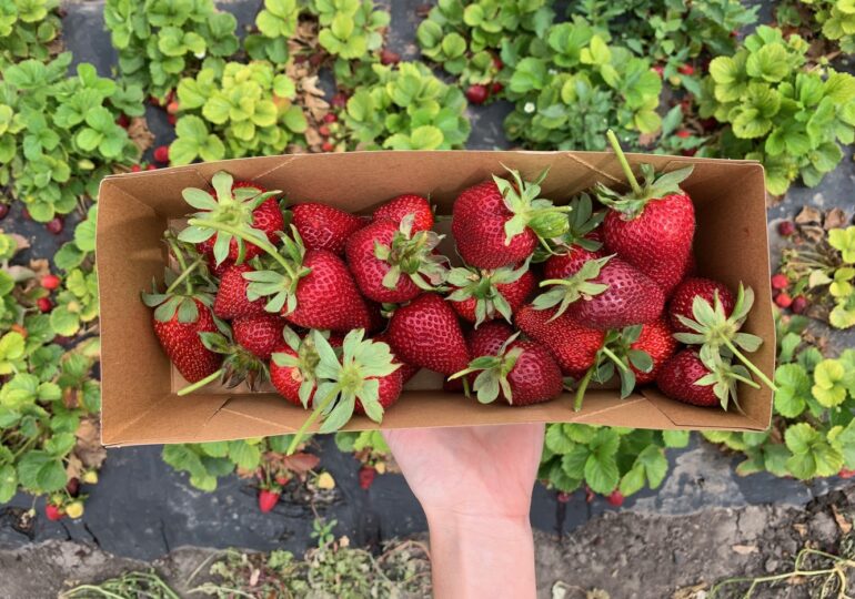 My Favorite U-Pick Farms in SoCal