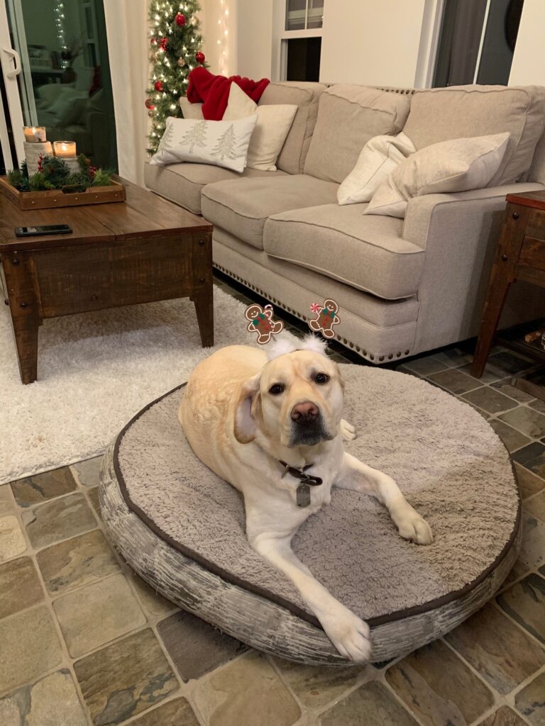 dog wearing antlers